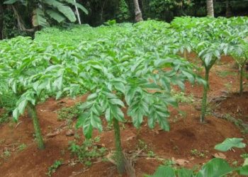 Tanaman Porang Mulai Diminati Petani Bolmong