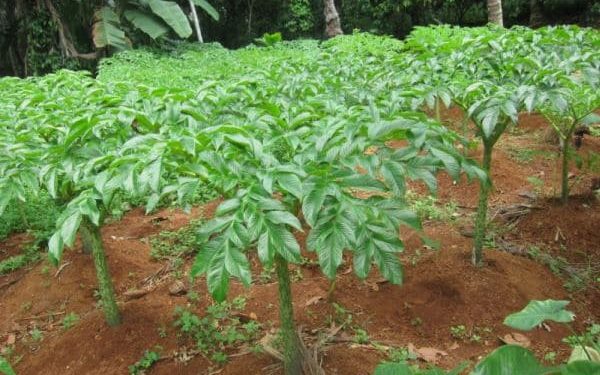 Tanaman Porang Mulai Diminati Petani Bolmong