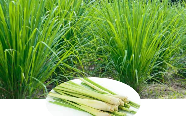 PT Hampton Muda Berkarya Lirik Sereh Wangi di BMR