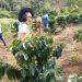 Yasti Isi Waktu Senggang Panen Kopi di Kebun