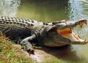 Warga Kombot Tewas Dimangsa Buaya