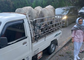 PT KIMONG dan YSM Bagikan Hewan Qurban