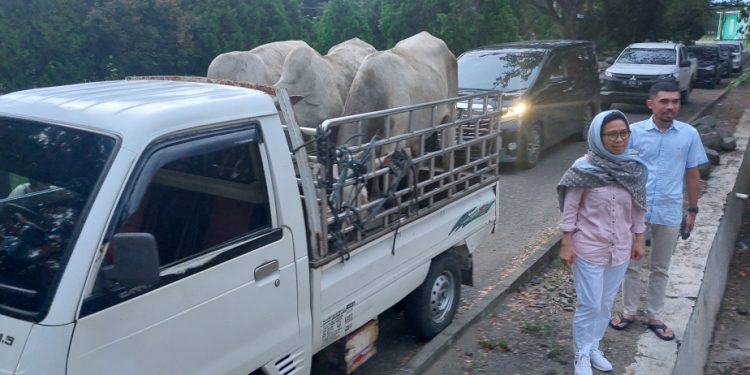 PT KIMONG dan YSM Bagikan Hewan Qurban