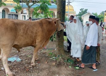 Yasti Serahkan Sapi Kurban Limosin Seberat Hampir 1 Ton