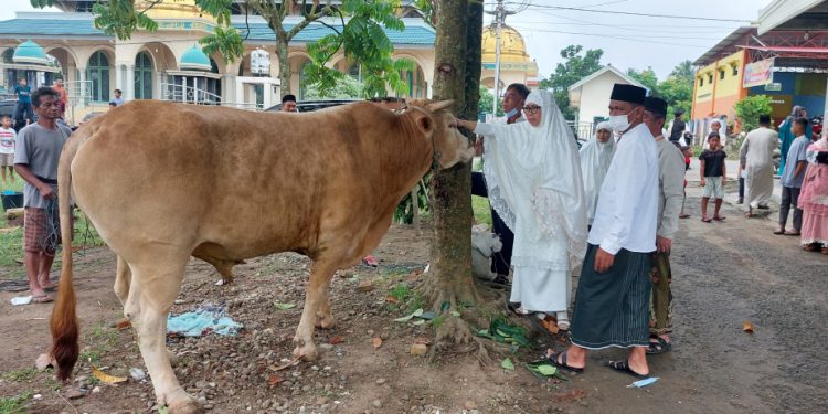 Yasti Serahkan Sapi Kurban Limosin Seberat Hampir 1 Ton