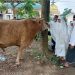 Yasti Serahkan Sapi Kurban Limosin Seberat Hampir 1 Ton