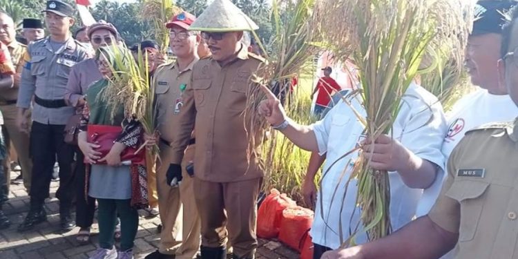 Gapoktan Pangian Tengah Menerima Bantuan Traktor dan Padi Varietas Suppadi 89