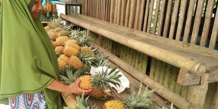 TOTABUAN.CO BOLMONG -- Upaya pemerintah untuk membangkitkan gairah usaha kecil pasca pandemi COVID- 19 terus dilakukan. Salah satunya melalui program One Village One Product (OVOP) yang diluncurkan oleh Direktorat Jenderal Industri Kecil Menengah dan Aneka Kemenperin RI. Kabid industri Dinas Perindustrian dan Perdagangan Bolmong Sofyanto Mamonto mengatakan, Kabupaten Bolmong memiliki potensi Nanas berhasil mengikuti program OVOP dan alhamdulilah berhasil lolos verifikasi. “Kita mendampingi tim dari Kementerian Perindustrian yang turun melakukan verifikasi di beberapa Industri Kecil Menengah (IKM) yang ada di kawasan sentra Nanas,” ujar Sofyanto. Verifikasi di rumah produksi Nanas, tim berkunjung secara langsung ke rumah-rumah produksi terpilih sebagai sample. Salah satunya rumah industri milik Mama Dija. Pemilik IKM Azizzah di Desa Lobong itu, mengaku senang atas kunjungan ini karena bisa menyampaikan langsung kondisi atas usaha selai Nanas yang telah digelutinya selama 5 tahun. “Kami berharap hasil penilaian OVOP, sentra Nenas Kecamatan Passi Barat berada pada level bintang 2 yang berarti memenuhi syarat pemasaran ke seluruh wilayah Indonesia dan sekaligus menjadi sentra prioritas yang diunggulkan oleh Kementerian Perindustrian RI,” katanya. Ia menjelaskan, verifikasi yang dilakukan oleh tim dari Kementerian Perindustrian dilakukan sebanyak 33 IKM OVOP yang tersebar di seluruh Indonesia. Untuk Sulut sendiri hanya ada di Kabupaten Bolmong yang diverifikasi 15 – 17 September 2022 lalu. (*)