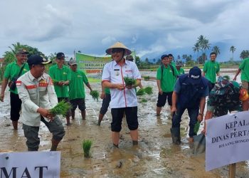 TOTABUAN.CO BOLMONG – Semangat mengembalikan Kabupaten Bolaang Mongondow (Bolmong) sebagai lumbung pangan terus digelorakan Penjabat Bupati Limi Mokodompit. Selain menjaga nilai budaya, semangat tersebut terus dikampanyekan di berbagai kunjungan kerjanya di setiap kecamatan. Terlebih di Kabupaten Bolmong, merupakan salah satu lumbung beras Sulawesi Utara. Kedaulatan pangan menurut Limi bukan hanya padi saja, namun berbagai macam tanaman pangan, sehingga tidak lagi makan beras impor. “Terima kasih atas kinerja para petani Bolmong yang telah berkontribusi bagi tersedianya pangan di Bolmong bahkan hingga mencapai hasil yang melimpah, dan selanjutnya meminta kepada para petani untuk selalu menjaga kedaulatan pangan sehingga Bolmong  jauh dari masalah kekurangan pangan,” kata Limi pada acara tanam padi perdana di Desa Konarom Kecamata Dumoga Tenggara. Menurutnya masalah pangan adalah masalah hidup mati, maka keberadaan pangan dan menjaga ketahanan pangan akan mewujudkan Bolmong lebih sejahterah. Ia menyatakan optimistis kedaulatan pangan di daerah tersebut bisa diwujudkan. "Saya yakin Kabupaten Bolmong bisa mewujudkan kedaulatan pangan, dengan mengelola  potensi bahan pangan yang ada," katanya. Bolmong mempunyai potensi pangan lokal yang luar biasa dan sangat potensial untuk lebih dikembangkan, sehingga mempunyai dampak yang nyata dalam peningkatan pencapaian standar pelayanan bidang ketahanan pangan. Di Kabupaten Bolmong banyak makanan lain yang bisa dijadikan sebagai pengganti nasi, terutama  jenis umbi-umbian,  kata dia. Limi juga menyatakan, di Provinsi Sulut, Kabupaten Bolmong merupakan daerah yang paling kaya potensi pangan lokalnya. Makanan dari umbi-umbian, kata dia, juga bisa diolah sehingga bisa menjadi panganan yang memiliki rasa beraneka ragam sesuai yang diinginkan. Pemerintah Kabupaten Bolmong terus sosialisasikan agar warga mengkonsumsi pangan beragam dan bergizi seimbang dengan memanfaatkan bahan makanan lokal. “Dalam mewujudkan ketahanan pangan, peran pemerintah yakni merumuskan kebijakan dalam mewujudkan ketahanan pangan dengan memperhatikan kebijakan yang telah ditetapkan. Selain itu, perlu mendorong keikutsertaan masyarakat dalam penyelenggaraan ketahanan pangan serta melaksanakan evaluasi dan pengendalian dalam mewujudkan ketahanan pangan,” katanya. (*)