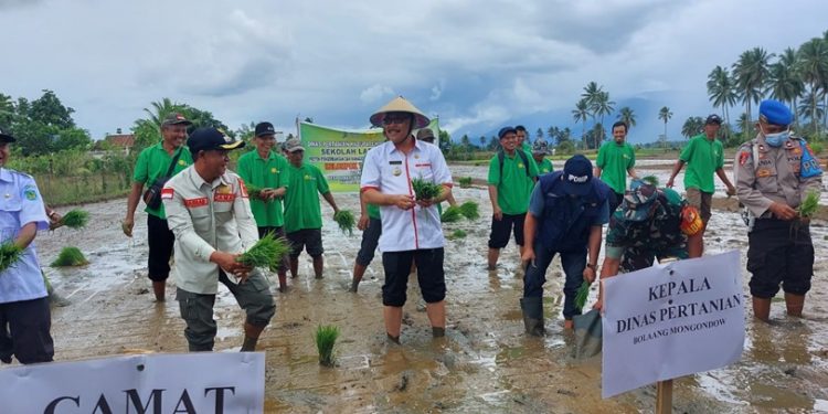 TOTABUAN.CO BOLMONG – Penjabat Bupati Bolaang Mongondow (Bolmong) Limi Mokodompit bersama kelompok tani di Desa Konarom Kecamatan Dumoga Tenggara melakukan penanaman padi perdana Rabu 7 September 2022. Penanaman perdana padi itu sekaligus menandai musim tanam tahun 2022 di hamparan sawah Dumoga Raya. Tak hanya itu, penamaan perdana itu, sekaligus menjadi ikhtiar bersama para petani setempat untuk memacu produktivitas padi. Bahkan penanaman padi perdana itu, Pj Bupati Bolmong Limi Mokodompit didampingi Kepala Dinas Pertanian Reymon Ratu, unsur Forkopimca serta para kelompok tani turun ke petakan sawah yang siap untuk ditanami. Pj Bupati Bolmong Limi Mokodompit memulai menanam anakan padi yang sudah tersedia ke dalam petakan sawah. Pj Bupati Bolmong Limi Mokodompit mengatakan, pemerintah terus mendorong akan peningkatan pendapatan disektor pertanian. Hal ini juga sesuai dengan intruksi Presiden Joko Widodo dan Gubernur Sulut Olly Dondokambey. Selain itu kata Limi, dalam rangka program Igai Mononggoba atau Mari jo Ba Kobong. Pemerintah kata Limi, terus berupaya mendorong agar para petani untuk menjaga ketahanan pangan nasional yang dicanangkan Presiden Joko Widodo. Salah satunya dengan menjadikan petani lebih mandiri. “Dengan penanaman padi perdana ini, saya yakin  akan memberikan manfaat kepada petani, khususnya dalam meningkatkan pengetahuan meningkatkan produksi dan produktivitas pertanian,” ujarnya. Sebelumnya Kepala Dinas Pertanian Bolmong Reymon Ratu mengatakan, penanaman padi perdana melibatkan para anggota sekolah lapang dalam rangka meningkatkan pendapatan petani. Selain itu Reymon menjelaskan, sekolah lapang merupakan proses pembelajaran non formal bagi petani untuk meningkatkan pengetahuan dan keterampilannya dalam mengenali potensi, menyusun rencana usaha identifikasi dan mengatasi permasalahan, mengambil keputusan dan menerapkan teknologi yang sesuai dengan sumberdaya yang ada secara sinergis dan berwawasan lingkungan. Sehingga usaha tani lebih efisien berproduktifitas tinggi dan berkelanjutan. “Sekolah lapang banyak mengajarkan hal baru yang bermanfaat bagi petani dan penyuluh. Harapannya dengan meningkatnya kualitas sumber daya manusia pertanian, produktivitas pertanian bisa meningkat dan kesejahteraan petani bisa terangkat,” kata Reymon. Penanaman padi perdana ini merupakan rangkaian kunjungan kerja Pj Bupati Bolmong Limi Mokodompit di Desa Insil Kecamatan Passi Timur sebelumnya. Pada kunjungan tersebut tepatnya di Perkebunan Antuk, Pj Bupati Limi Mokodompit didampingi para pimpinan OPD menanam Wortel dan Kubis bersama para petani di Desa Insil Bersatu. Limi menyampaikan, petani yang ada di Kecamatan Passi Timur untuk bersemangat dalam mengelolah lahan perkebunan agar  kedaulatan pangan terus terjaga. “Mari terus bangkitkan semangat berkebun agar kedaulatan pangan kita terus terjaga sebagaimana anjuran Presiden Joko Widodo,” kata Limi di hadapan para petani. Limi pun ikut memberikan apresiasi kepada pemerintah desa dan masyarakat yang telah mengagas kegiatan ini. Selain bertujuan melihat langsung kondisi lahan pertanain juga bisa mendengar keluhan rakyat yang ada di Desa Insil Bersatu. “Insil ini merupakan desa leluhur saya. Saya sangat bangga bisa bersama masyarakat dan petani desa Insil Bersatu untuk terus mendukung petani dalam menopang kedaulatan pangan,” tandas Limi. (*)