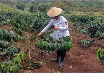 TOTABUAN.CO POLITIK – Politisi Sulawesi Utara (Sulut) Yasti Soepredjo Mokoagow rupanya tidak hanya pandai dalam urusan politik, memiliki kemampuan membaca peluang bisnis. Salah satunya yakni mengembangkan tanaman Kopi. Setelah tidak lagi menjabat sebagai Bupati Bolaang Mongondow (Bolmong), Yasti terus menyempatkan waktu di setiap akhir pekan di kebun kopi miliknya yang berada di perkebunan Pangkon Mooat Kecamatan Modayag Kabupaten Bolaang Mongondow Timur (Boltim). Lokasi perkebunan kopi tersebut sangat sejuk, karena berada di ketinggian 1.100 mdpl lebih. Di sana, Yasti Soepredjo Mokoagow tertarik membuka lahan untuk kembangkan kopi Arabika. Karena kopi jenis Arabika sangat cocok ditanam di ketinggian 1000 mdpl lebih. Yasti mengaku sudah lama tertarik kembangkan Kopi. Bahkan hasil panen, sudah beberapa kali dijual. Menurutnya peluang kopi Indonesia semakin diminati pasar global. Salah satu alasannya karena pangsa pasar kopi sangat potensial ekspor. Salah satunya ke Negeri Beruang Merah, Rusia. “Indonesia adalah salah satu produsen kopi terbesar di dunia dengan hasil kopi berkualitas. Konsumsi kopi di Rusia masih tinggi dan berprospek bagi para eksportir kopi dari Indonesia,” katanya. Di perkebunan itu, Yasti memilih menanam kopi jenis Arabika. Alasanya, karena Kopi Arabika umumnya ditanam di dataran tinggi. Karena di ketinggian tersebut tanahnya sudah dalam keadaan gembur dan biasanya merupakan tanah vulkanik, curah hujan yang stabil serta sinar matahari yang cukup. “Kopi Arabika memiliki cita rasa yang berbeda-beda sesuai dengan lokasinya. Untuk warna merah cocok dipilih untuk diolah menjadi wine coffee melalui proses penjemuran 30 hari pada suhu 30-30% celcius,” jelasnya. Selain itu kata Yasti, coffee memiliki 3 jenis. Yakni Kopi Liberica biasanya ditanam di ketinggian 100-200 Mdpl. Kopi Liberica banyak diolah seperti Kopi ABC, Nescafe dan lain-lain. Selain itu Coffee Robusta yang berada di ketinggian 300-700 Mdpl. Biasanya diolah dan ditemukan seperti di Starbucks. Ada juga di mic dengan Arabica. Dan kopi Arabika yang berada di ketinggian 800-100 mdpl up. Semakin berada di ketinggian semakin mahal. Cara pengolahan yang baik dan benar menjadikan coffee semakin mahal dan bisa mencapai 6 juta rupiah. “Sekarang, pembeli harus memastikan terlebih dahulu titik koordinatnya. Artinya memastikan ketinggiannya sebelum membeli kopi. Untuk kopi jenis Arabika di pasaran dalam negeri perkilo 160.000 ribu rupiah. Sedangkan untuk lokal per kilo 90.000-100.000 ribu rupiah,” jelasnya. Sesuai pemahamannya, Yasti mengatakan, Kopi Arabika dan Robusta, memiliki fakta penanaman yang berbeda. Robusta lebih mudah tumbuh dan ditanam dibandingkan Arabika. Robusta dapat tumbuh di ketinggian di atas 400 mdpl dan di bawah 1000 mdpl. Sedangkan, arabika tumbuh di atas ketinggian 1000 mdpl dan di bawah 2000 mdpl. Menurutnya, banyak kalangan penikmat kopi menyatakan bahwa robusta memiliki aroma seperti cokelat, kacang-kacangan dan tanah. Sedangkan arabika sangat kaya akan aroma buah. Literasi lain pun ada yang menyebut, bahwasannya robusta memiliki aroma manis yang khas. Sedangkan arabika tercium aroma yang wangi mirip aroma percampuran dari bunga dan buah. Arabika rasa asamnya cenderung dominan kemudian jika diseduh warnanya tidak hitam pekat. Arabika pun disebut jenis kopi yang kaya akan rasa buah. Ini terjadi karena banyak faktor seperti, keadaan cuaca, tanah, iklim, serta kawin silang. Bentuk biji kopi Arabika memiliki ukuran yang lebih besar dan bentuknya pun lonjong atau pipih. Bentuknya pun lebih besar daripada biji kopi robusta. Untuk tekstur after taste, arabika lebih lembut dibanding robusta.(*)