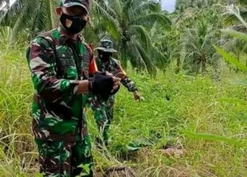 TOTABUAN.CO BOLMONG – Pencarian Manda Pobela 5 tahun asal Desa Inuai Kecamatan Passi Barat Kabupaten Bolaang Mongondow (Bolmong) yang dinyatakan hilang sejak Minggu (12/2), berhasil ditemukan, Kamis 16 Februari 2023. Manda ditemukan telah meninggal dunia di perkebunan Oboy Desa Serasi Kecamatan Dumoga sekitar pukul 12.15 WITA. Pencarian tersebut melibatkan semua pihak, termasuk personil Babinsa. Danramil 1303-07/Dumoga Kapten Czi Sardi Oni Mamonto membenarkan penemuan jenazah Manda. "Sudah ditemukan dan kondisi meninggal dunia," singkatnya. Proses pencarian itu kata Sardi, melibatkan 7 personil anggota Babinsa turun membantu pencarian. “Kami sedang berkoordinasi untuk proses evakuasi jenazah Manda,” ujarnya. Pencarian tersebut sebelumnya berdasarkan pengakuan Jemmy Tambanua yang diduga sebagai pelaku pembunuhan. Jemmy saat ini telah berhasil dibekuk anggota Polsek Dondo Polres Tolitoli Polda Sulawesi Tengah. Video yang beredar, Jemmi Tambanua mengungkapkan alasan dia menculik korban yang masih berusia 5 tahun itu. (*)