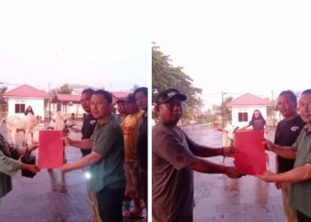 Pemkab Bolmong Sumbang Enam Ekor Sapi