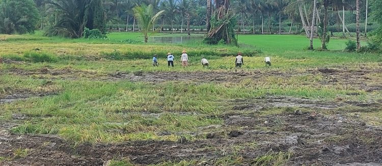 Petani Sawah di Dumoga Kabupaten Bolmong Panen Lebih Awal