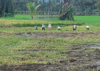 Petani Sawah di Dumoga Kabupaten Bolmong Panen Lebih Awal
