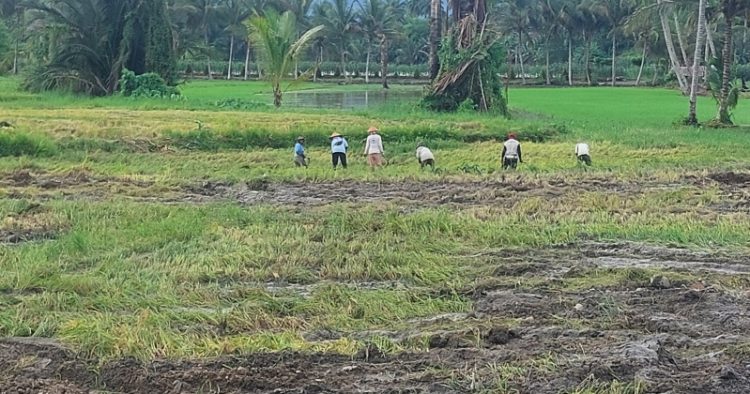 Petani Sawah di Dumoga Kabupaten Bolmong Panen Lebih Awal