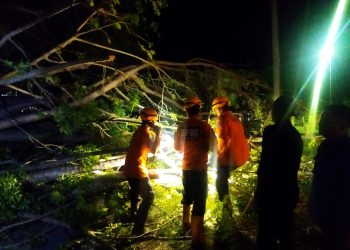 Jalur Pantura Bolmong Rawan Pohon Tumbang, Warga Diminta Berhati-Hati