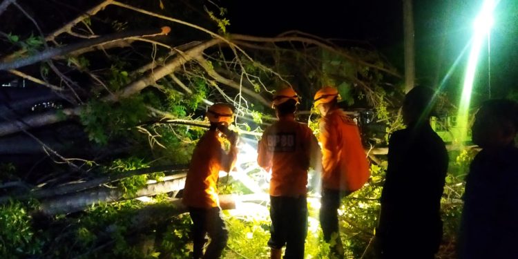 Jalur Pantura Bolmong Rawan Pohon Tumbang, Warga Diminta Berhati-Hati