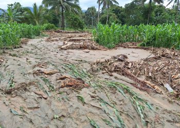 Kerusakan Tanaman Pasca Banjir di Bolmong Mencapai Ribuan Hektar