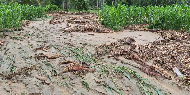 Kerusakan Tanaman Pasca Banjir di Bolmong Mencapai Ribuan Hektar