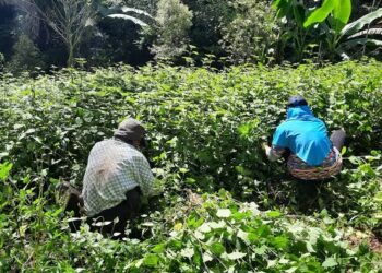 Harga Anjlok, Petani Nilam Siap Turun Demo