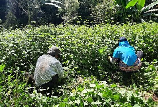 Harga Anjlok, Petani Nilam Siap Turun Demo