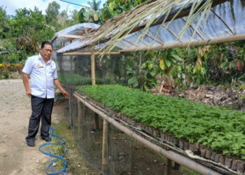 Jaga Ketahanan Pangan, DKP Bolmong Kerjasama TP PKK Gerakan Tanam Cabai