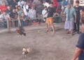 Judi Sabung Ayam di Mopugad “Big Game” di Tengah Desa