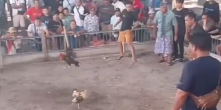 Judi Sabung Ayam di Mopugad “Big Game” di Tengah Desa
