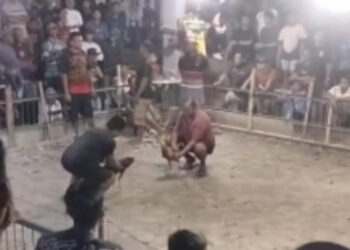 Sabung Ayam di Desa Mopugad, Terorganisir, Terbuka, dan Tak Tersentuh Hukum