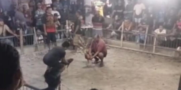 Sabung Ayam di Desa Mopugad, Terorganisir, Terbuka, dan Tak Tersentuh Hukum