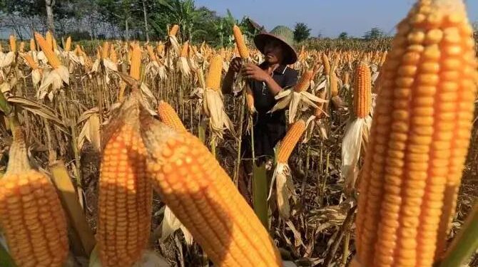 Kecamatan Lolak Tertinggi dengan Luas Tanam Jagung