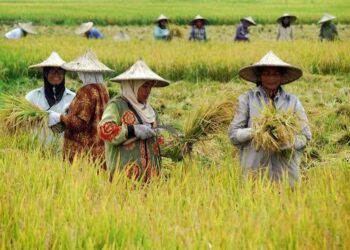 Capaian Tanam Padi di Bolmong Tembus 33.600 Hektare