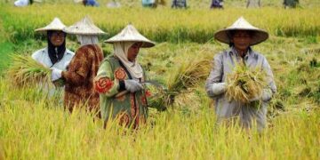 Capaian Tanam Padi di Bolmong Tembus 33.600 Hektare