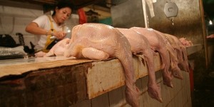 Ayam Daging (Foto dok)