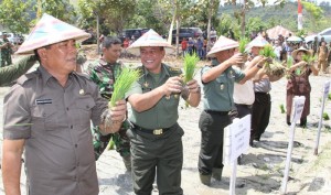 Bupati Salihi saat tanam padi bersama dengan TNI
