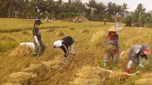 Panen padi petani di Bolmong